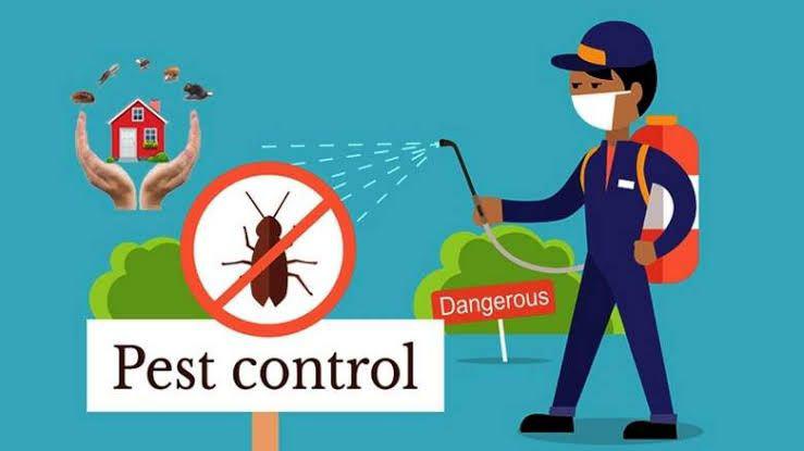  Why Is Pest Control Important?