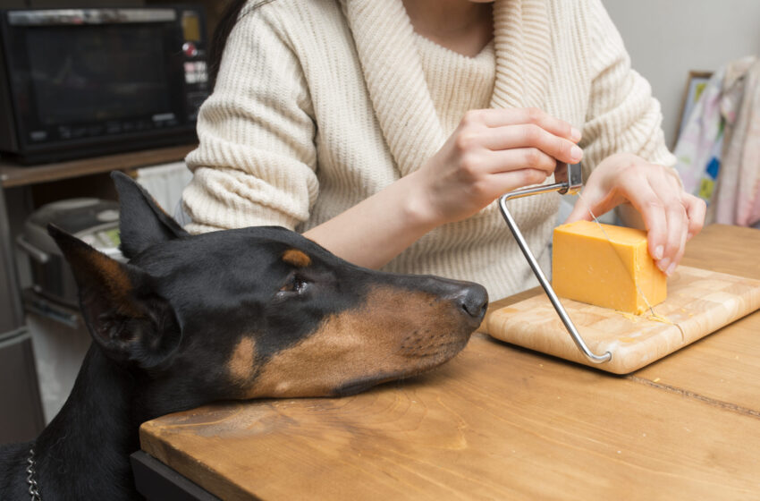 Can Dogs Consume Dairy Products?