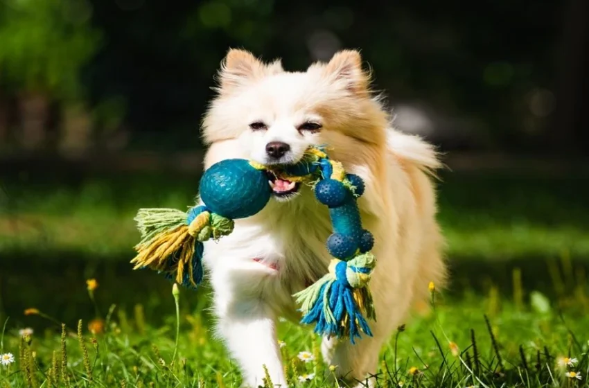  What Veterinarians Recommend: Key Features Shared by the Most Reliable Dog Chew Products