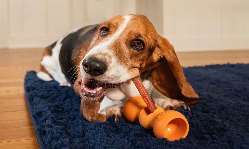 Dog Food Brands: How to Evaluate What You’re Actually Buying